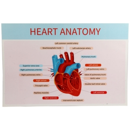 Picture of بوستر تشريح القلب انجليزى 31.5 × 47.5 سم