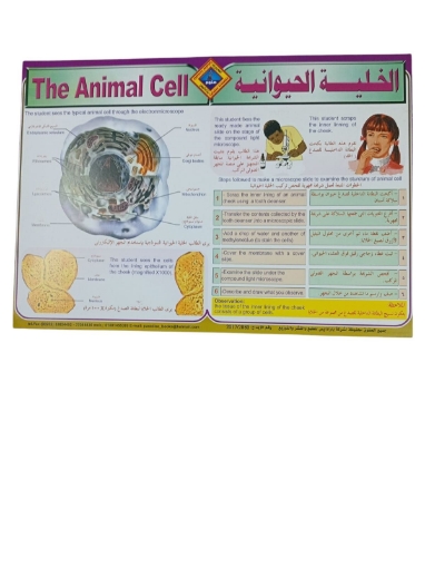 Picture of Educational Poster Animal Cell, Size 50 × 70 cm - Paradis