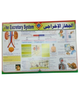 Zeige Details für Lehrposter - Ausscheidungssystem, Größe 50 × 70 cm - Paradis Bild von Lehrposter - Ausscheidungssystem, Größe 50 × 70 cm - Paradis